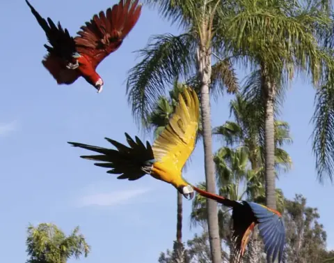 4D3N Manu Amazonas Regenwald Tour von Cusco